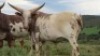 1 x FULL BLOOD REGISTERED ANKOLE HEIFER - 2