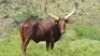 1 x FULL BLOOD REGISTERED ANKOLE COW - 2