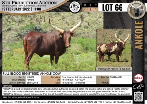 1 x FULL BLOOD REGISTERED ANKOLE COW