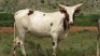 1 x REGISTERED ANKOLE HEIFER - 2