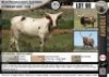 1 x REGISTERED ANKOLE HEIFER