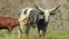 1 x REGISTERED ANKOLE HEIFER - 2