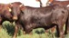 1 x FULL BLOOD REGISTERED ANKOLE BULL - 2