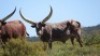 1 x FULL BLOOD REGISTERED ANKOLE BULL - 3