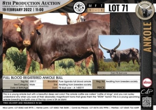 1 x FULL BLOOD REGISTERED ANKOLE BULL