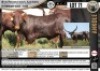 1 x FULL BLOOD REGISTERED ANKOLE BULL