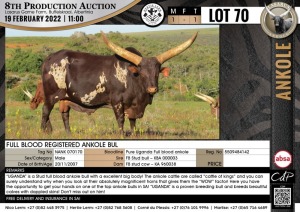 1 x FULL BLOOD REGISTERED ANKOLE BULL