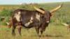 1 x FULL BLOOD REGISTERED ANKOLE BULL - 2