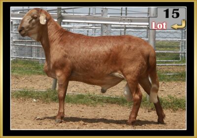 LOT 15 1X MEATMASTER RAM