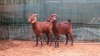 2 x CAPE LOB EAR EWE GOATS - 2