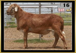 LOT 16 1X MEATMASTER RAM