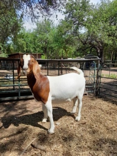1 X BOERGOAT EWE JIM MAKGAE