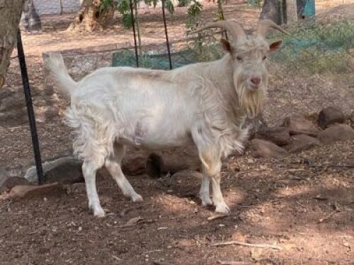 LOT 78 1 X SAANEN RAM&nbsp;JIM MAKGAE