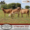 LOT 18 3X MEATMASTER OOI/EWE DIDYMUS MEATMASTERS(PER STUK OM LOT TE NEEM/PER PIECE TO TAKE THE LOT) - 3