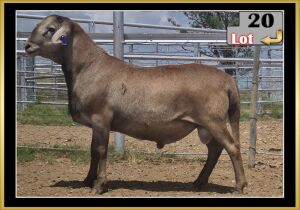 LOT 20 1X MEATMASTER RAM