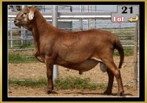 LOT 21 1X MEATMASTER RAM