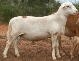 LOT 56 1X MEATMASTER RAM H C PRETORIUS