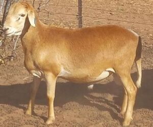 LOT 57 1X MEATMASTER RAM H C PRETORIUS