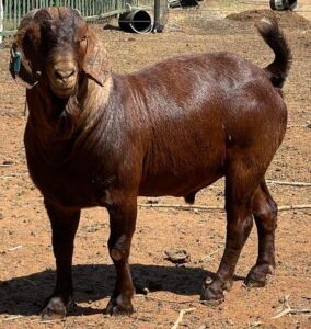 LOT 54 1X KALAHARI RED RAM H C PRETORIUS