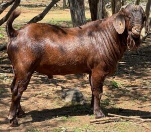 LOT 55 1X KALAHARI RED RAM H C PRETORIUS