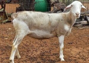 1 X WIT DORPER OOI/EWE H C PRETORIUS