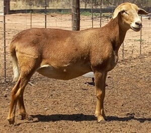 LOT 85 3X MEATMASTER OOI/EWE H C PRETORIUS KUDDE (PER STUK OM LOT TE NEEM)