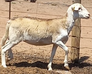 LOT 87 3X MEATMASTER OOI/EWE H C PRETORIUS KUDDE (PER STUK OM LOT TE NEEM)