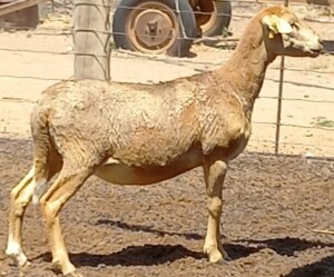 LOT 88 2X MEATMASTER OOI/EWE H C PRETORIUS KUDDE (PER STUK OM LOT TE NEEM)