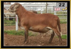 LOT 22 1X MEATMASTER RAM