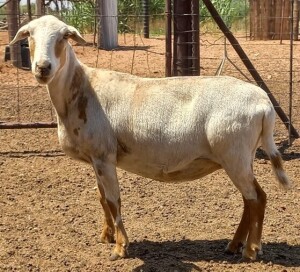 LOT 89 2X MEATMASTER OOI/EWE H C PRETORIUS KUDDE (PER STUK OM LOT TE NEEM)