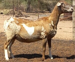 LOT 91 3X MEATMASTER OOI/EWE H C PRETORIUS KUDDE