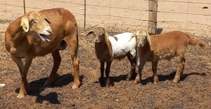 LOT 81 1+2X MEATMASTER OOI/EWE H C PRETORIUS KUDDE