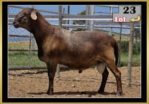 LOT 23 1X MEATMASTER RAM