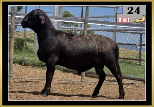 LOT 24 1X MEATMASTER RAM