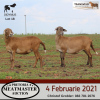 LOT 18 3X MEATMASTER OOI/EWE DIDYMUS MEATMASTERS(PER STUK OM LOT TE NEEM/PER PIECE TO TAKE THE LOT)