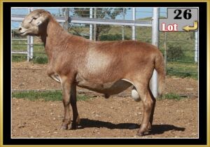 LOT 26 1X MEATMASTER RAM