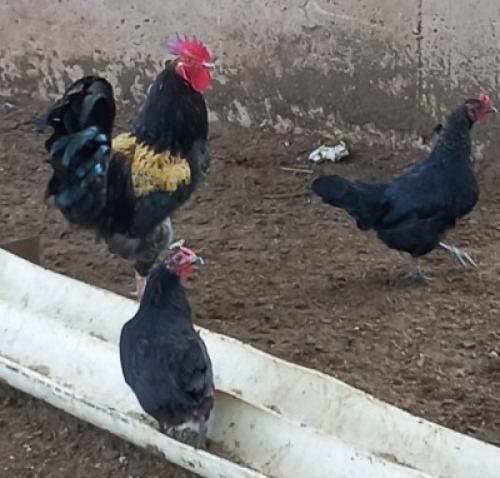  3X KAPOKKIES (HAAN+2 HENNE) H C PRETORIUS