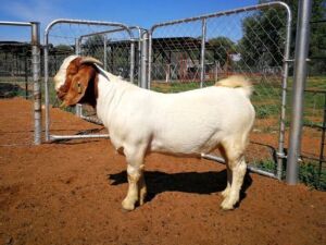 1X BOERBOK RAM KENANI BOERDERY BK