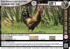 1 x FREE RANGE AFRICAN CHICKEN - EGOLI - ROOSTER