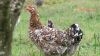 5 x FREE RANGE AFRICAN CHICKENS - HENS - 2