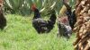 5 x FREE RANGE AFRICAN CHICKENS - HENS - 3