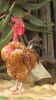 4 x FREE RANGE AFRICAN CHICKENS - BREEDING GROUP - 2