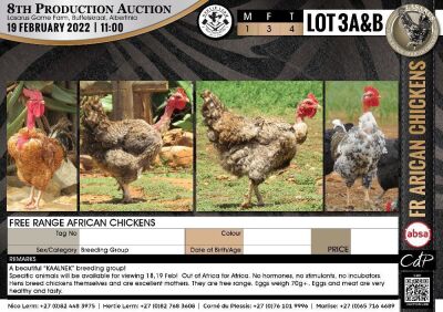 4 x FREE RANGE AFRICAN CHICKENS - BREEDING GROUP