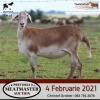 LOT 18 3X MEATMASTER OOI/EWE DIDYMUS MEATMASTERS(PER STUK OM LOT TE NEEM/PER PIECE TO TAKE THE LOT) - 2