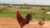 5 x FREE RANGE AFRICAN CHICKENS - BREEDING GROUP - 2