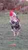 5 x FREE RANGE AFRICAN CHICKENS - ROOSTERS - 3