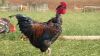 5 x FREE RANGE AFRICAN CHICKENS - ROOSTERS - 4