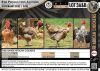 4 x FREE RANGE AFRICAN CHICKENS - BREEDING GROUP