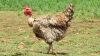 4 x FREE RANGE AFRICAN CHICKENS - BREEDING GROUP - 2