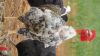 4 x FREE RANGE AFRICAN CHICKENS - BREEDING GROUP - 5